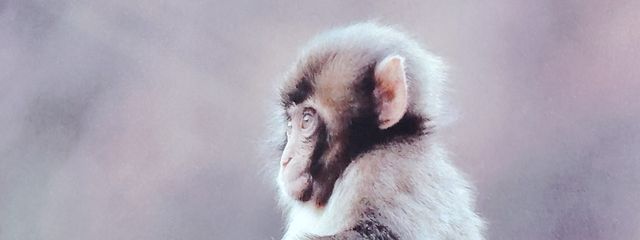 ぽにょにょんさんの壁紙画像