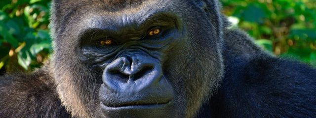 プリチューバーになりたい人さんの壁紙画像