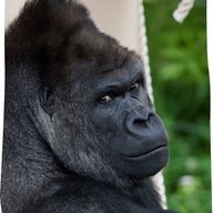 ããªãã¥ãŒããŒã«ãªããã人ããã®ã¢ã€ã³ã³ç»å