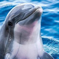 鳥（キメラ）さんのアイコン画像