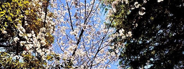 テラメルさんの壁紙画像
