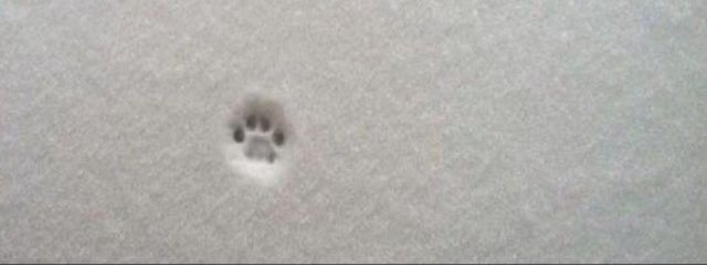 🐱さんの壁紙画像