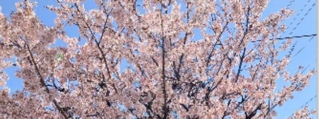 咲〜らんちゃんとペア画中〜　新小説考え中さんの壁紙画像