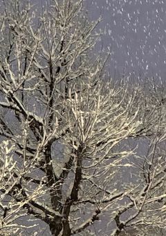 無垢な毒の音