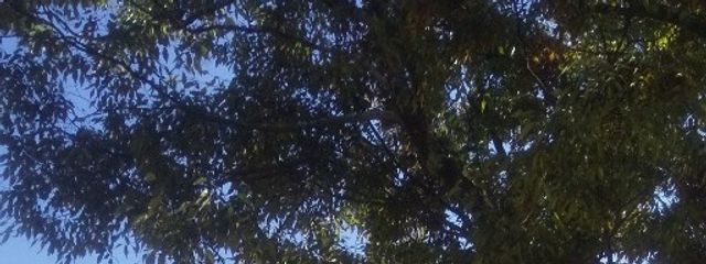 佐羽@さはえもんだおさんの壁紙画像