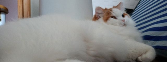 ももーさんの壁紙画像