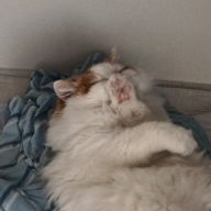 ももーさんのアイコン画像