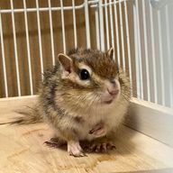 あめさんのアイコン画像