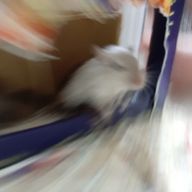 Gerbil好きの一般人さんのアイコン画像