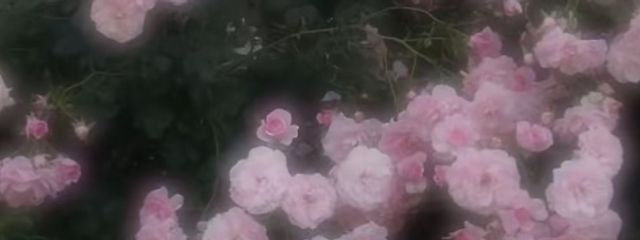 미우さんの壁紙画像