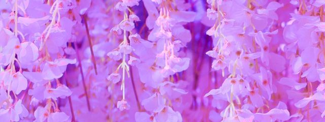 R-Sさんの壁紙画像