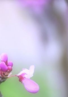 最初で最後の。