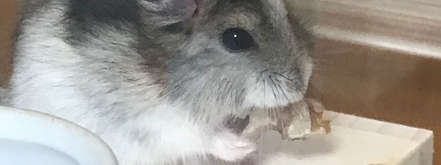 厨二病です〜❤️さんの壁紙画像