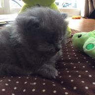 しずさんのアイコン画像