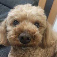 yosshyさんのアイコン画像
