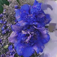 九九さんのアイコン画像