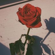 こむたろさんのアイコン画像