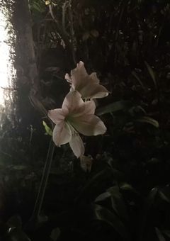 最初から運命じゃなかった