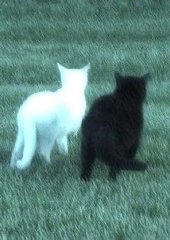 触れられない君