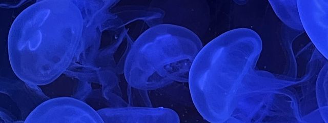 もどきっちさんの壁紙画像