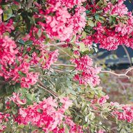 k9さんのアイコン画像