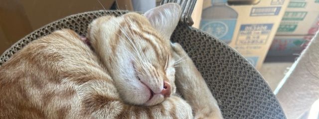 ちびちびさんの壁紙画像