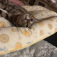 ちびちびさんのアイコン画像