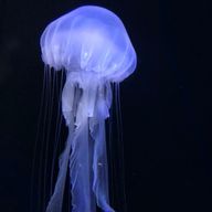 桜さんのアイコン画像