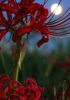 愛の海に、溺死する
