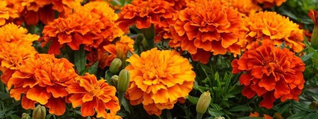 チョ・セさんの壁紙画像