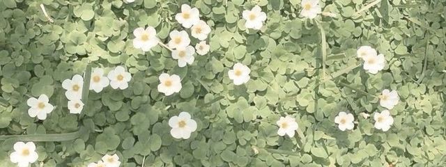 ⁖𖧷 ˖ ⊹ ｡さんの壁紙画像