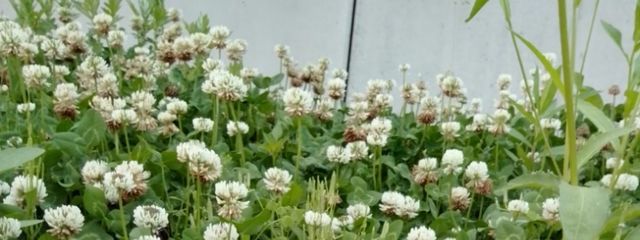 はるさんの壁紙画像