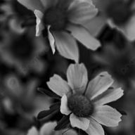 黒ごま団子さんのアイコン画像