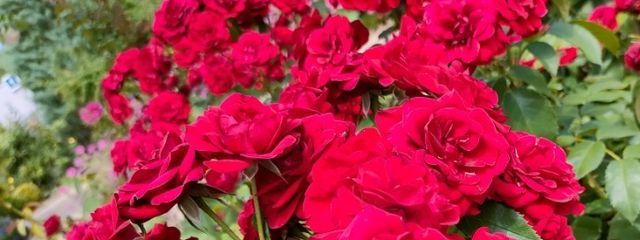 ぺこ🐑🧩さんの壁紙画像