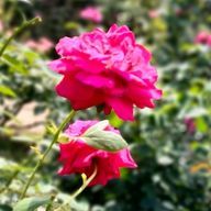 ぺこ🐑🧩さんのアイコン画像