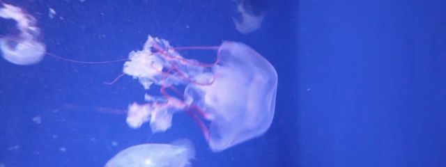 髑髏旁さんの壁紙画像