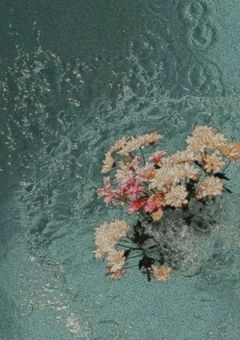 　💐　│　#　ᶠᵃˡˡᵉⁿ ᶠˡᵒʷᵉʳˢ