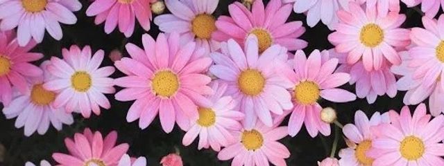 リアンさんの壁紙画像