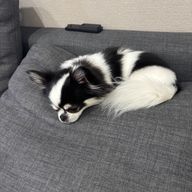 Singer and listener  さんのアイコン画像