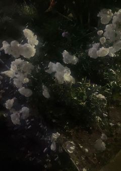 𝘤𝘢𝘬𝘦 𝘳𝘰‎𖦹‎𝘮