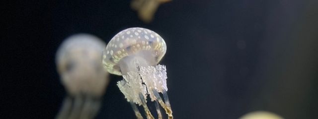 かまぼこさんの壁紙画像