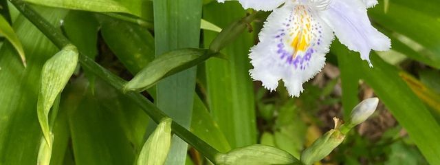 花園桃絵さんの壁紙画像