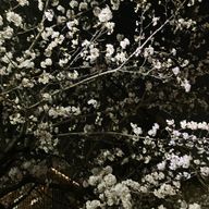 単細胞生物さんのアイコン画像