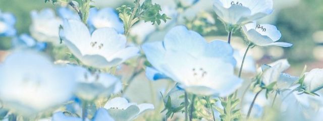 　　　桜庭　さんの壁紙画像