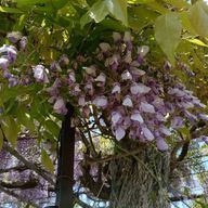 さなさんのアイコン画像