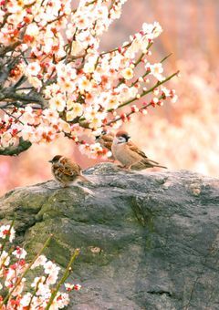 近藤の妹は、命知らず