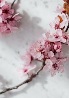 桜舞う日に、君想う。