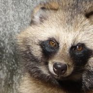 たぬきさんのアイコン画像