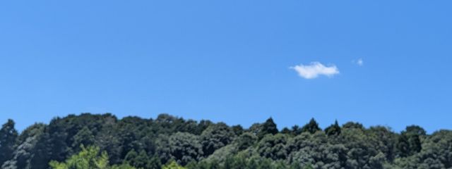 おさかなさんの壁紙画像