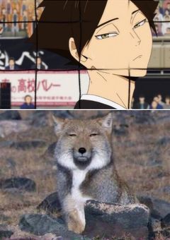 ストーカーはチベットスナギツネでした